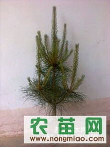供應各種規格營養缽油松（30-120cm）——西裕村苗木基地，農苗網專業推薦