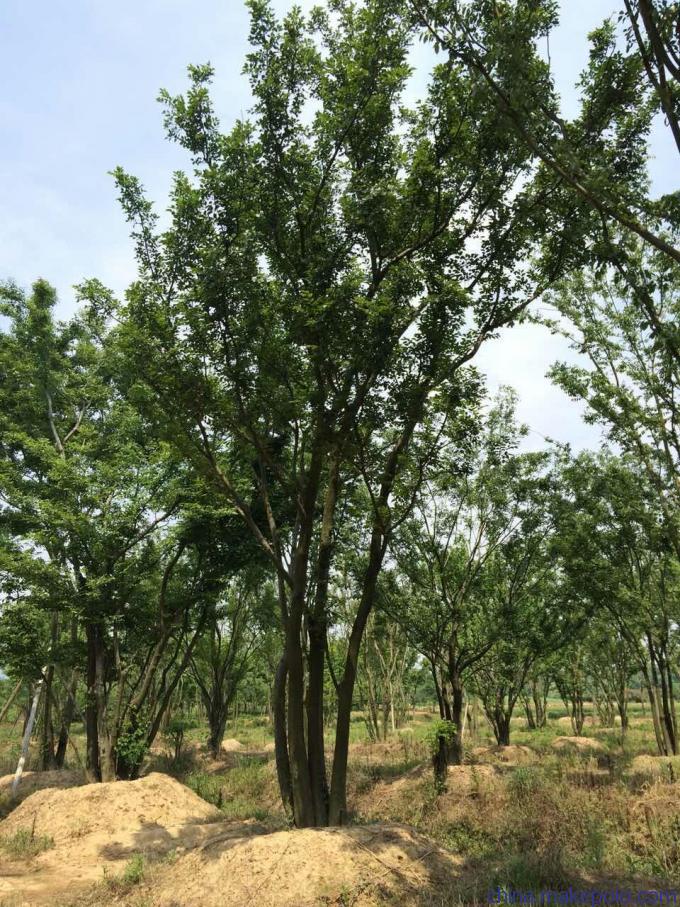 叢生樸樹種植方法詳解 從選苗到養護的全流程指南