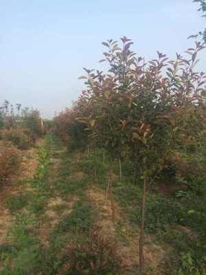 紅葉石楠種植基地 色彩與品質的完美融合