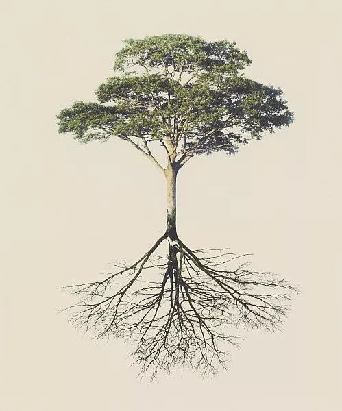 綠化苗木移植過程中土球散了怎么辦？