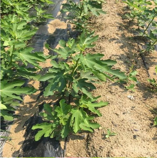德格華麗無花果樹苗品種齊全 煜爍苗木